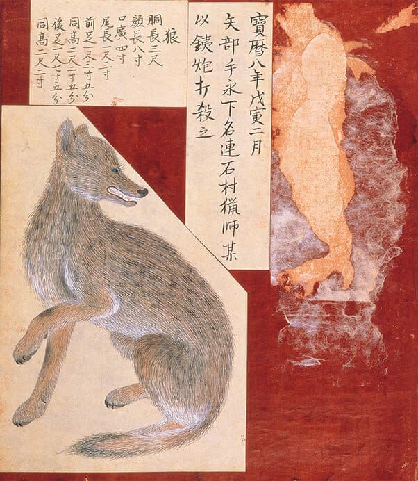 「毛介綺煥」江戸時代（18世紀）、永青文庫蔵


