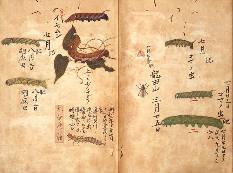 「昆虫胥化図」江戸時代（18世紀）、永青文庫蔵

