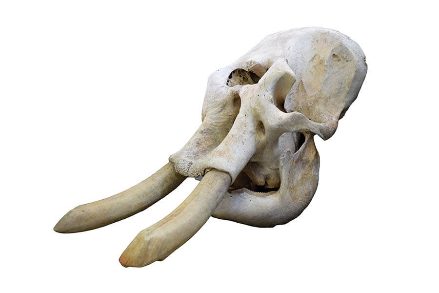 アジアゾウの頭骨標本　国立科学博物館所蔵