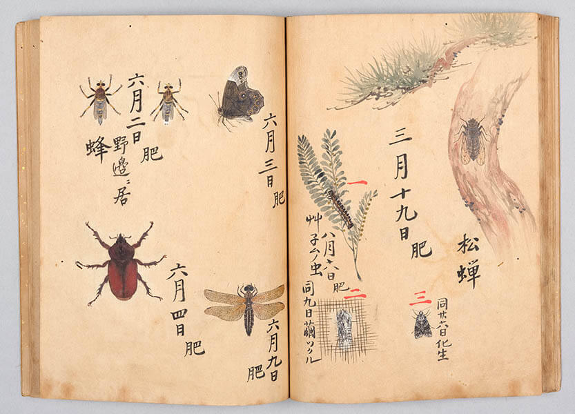 「昆虫胥化図(こんちゅうしょかず)」（部分）江戸時代（18世紀）永青文庫蔵　前期展示