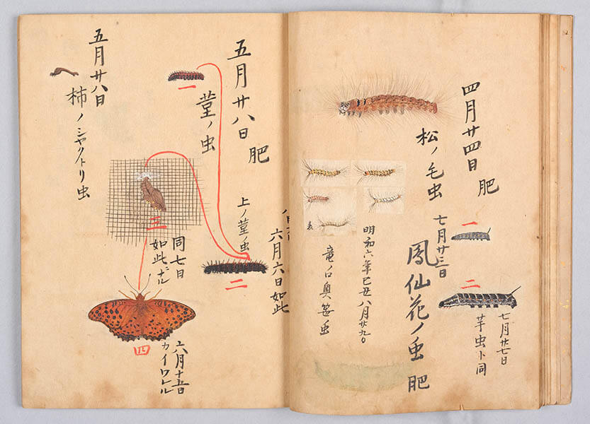 「昆虫胥化図(こんちゅうしょかず)」（部分）江戸時代（18世紀）永青文庫蔵　後期展示