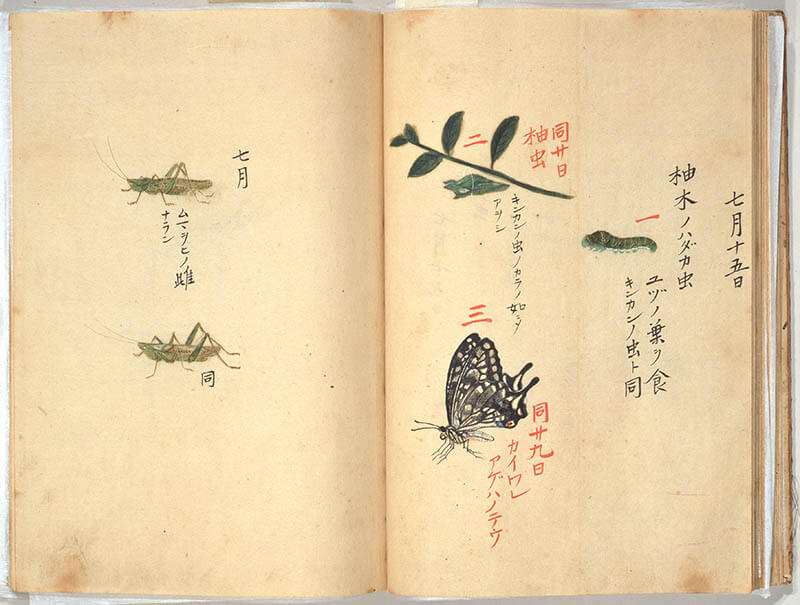 「虫類生写(ちゅうるいいきうつし)」（部分）江戸時代（18世紀）永青文庫蔵　