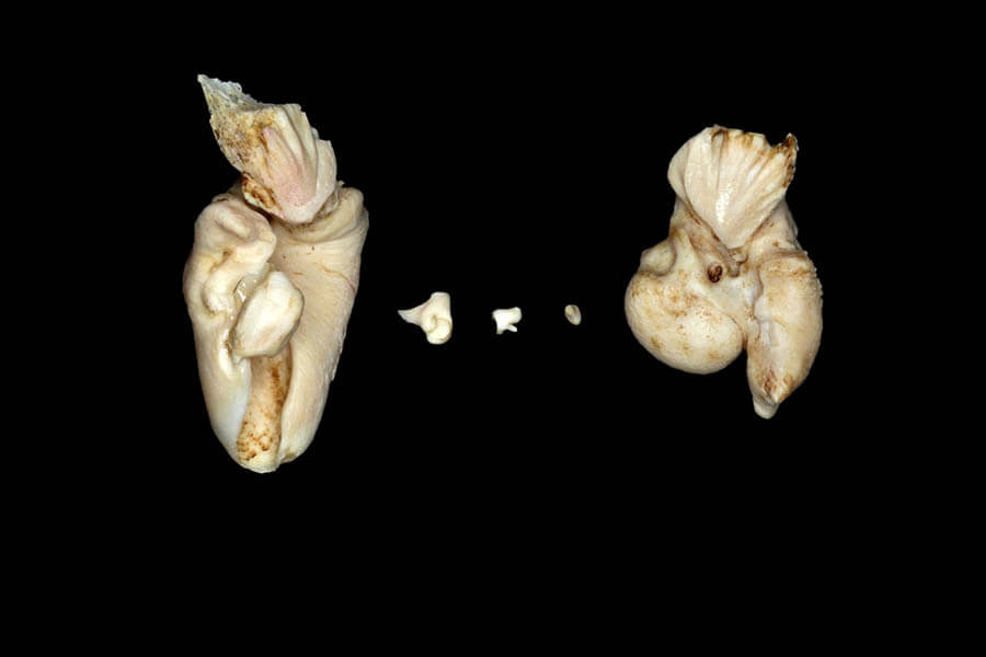 ハンドウイルカの耳骨と耳小骨　国立科学博物館所蔵　撮影：山田格