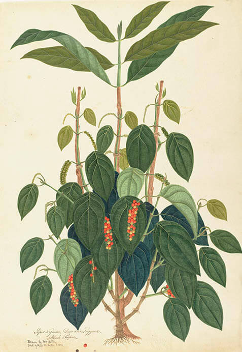 おそらくインドの画家（ジャネット・ハットン[1810年代に活躍]の作品とみなされる）《コショウ》1810年頃 キュー王立植物園蔵 ©️RBG KEW


