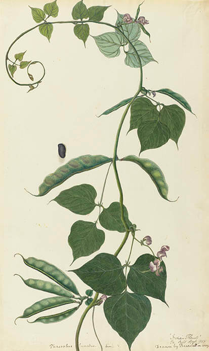 プヤレ・ラル《ライ豆》1809年 キュー王立植物園蔵 ©️RBG KEW