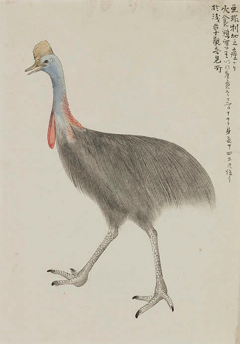 池上秀畝《火食鳥（アフリカ産）》明治23年（1890）彩色、紙　信州高遠美術館

