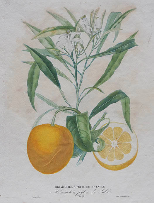 ピエール・アントワーヌ・ポワトー《ビター・オレンジ》1807～35年 個人蔵 Photo Michael Whiteway


