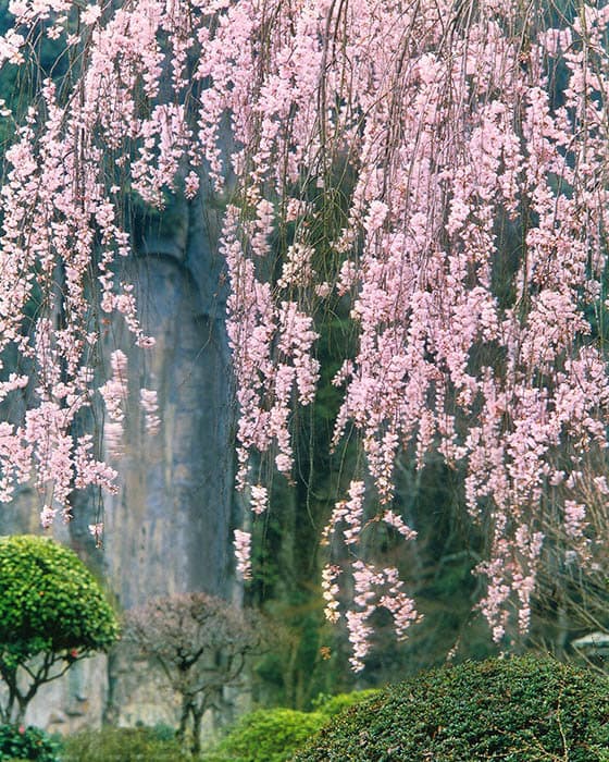 大野寺しだれ桜　1979年