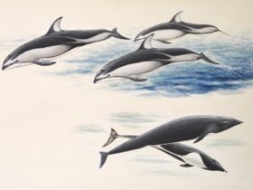 『海にすむ動物たち 日本の哺乳類Ⅱ』挿絵 薮内正幸美術館 所蔵