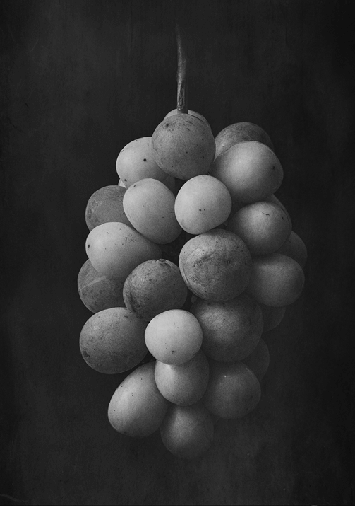 塩原真澄 「果物農家の視点～果物の肖像～」ソニーイメージングギャラリー 銀座