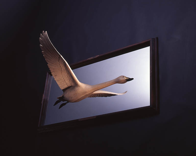 《Swan in the frame(Type-A)》2005年 個人蔵
Photo:Katsura Endo　©AKIO OHMORI