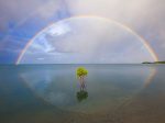「奇跡の虹」 （アクリル、60×90cm）