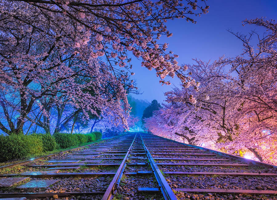 《夢色の軌道　―桜―》　©KAGAYA