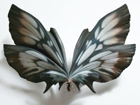 「Ａ species of butterfly : July 3,A.D.865」 H32 × W46 × D15cm　檜・樟