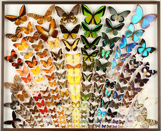 昆虫標本「チョウの色と形の多様性」（三重県総合博物館 蔵）