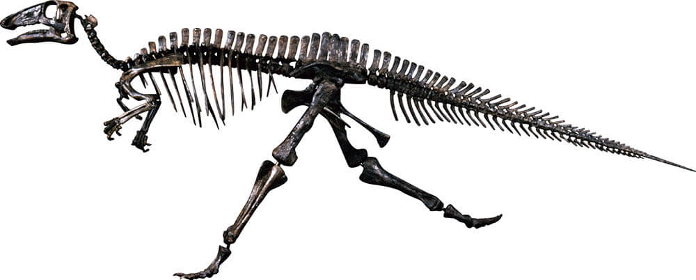 バクトロサウルス全身骨格　福井県立恐竜博物館蔵
