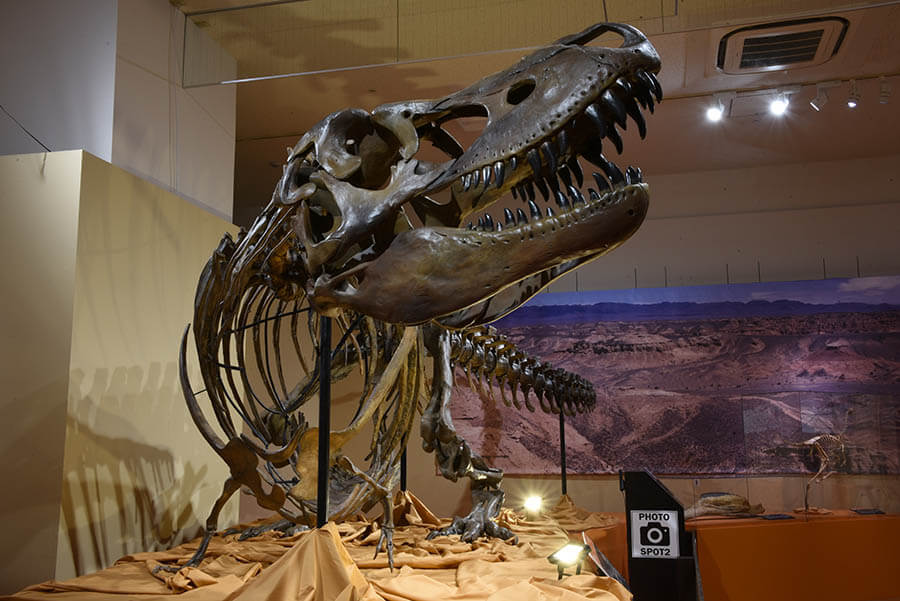 タルボサウルス全身骨格　国立科学博物館蔵