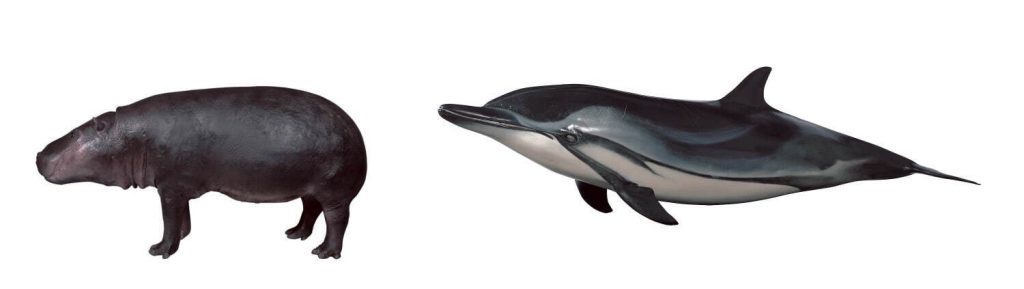 
鯨偶蹄目に分類される哺乳類 (左から) コビトカバの剝製標本、スジイルカのFRP標本 国立科学博物館所蔵）
