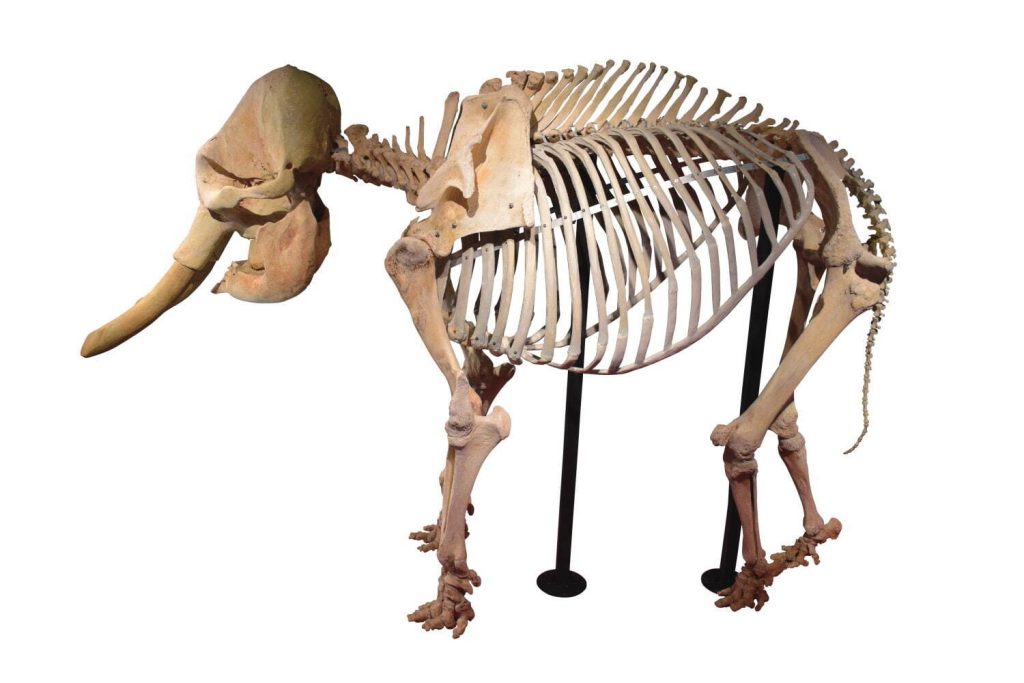 
アジアゾウの全身交連骨格 国立科学博物館所蔵
