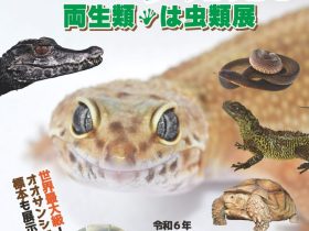 夏の特別展「ゾクゾク発見！両生類・は虫類展」北九州市立いのちのたび博物館（自然史・歴史博物館）