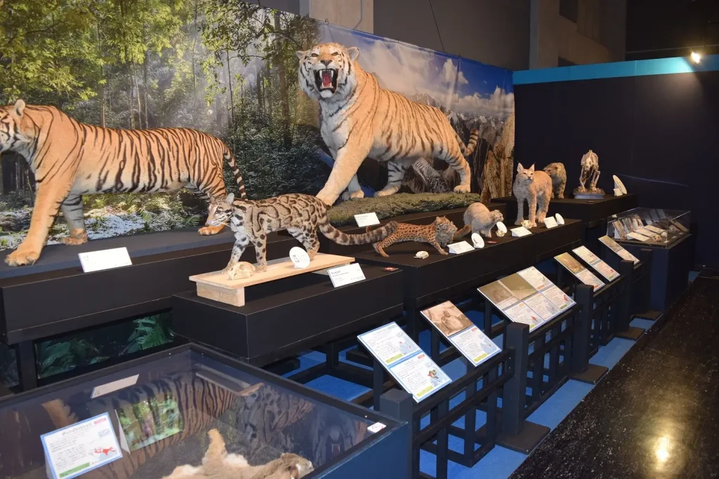 特別展「ネコ」大阪市立自然史博物館