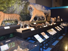 特別展「ネコ」大阪市立自然史博物館