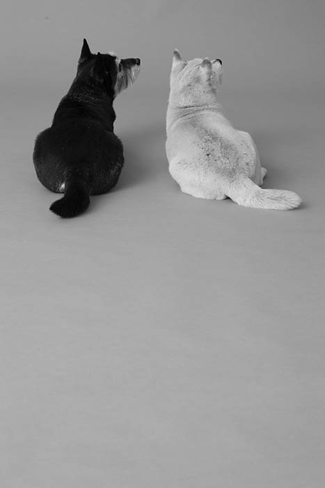 《平間写真館 TOKYOの看板犬、くろちゃん、しろちゃん。》©Itaru Hirama