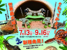 夏の特別展「ゾクゾク発見！両生類・は虫類展」北九州市立自然史・歴史博物館（いのちのたび博物館）