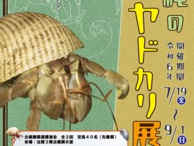 「沖縄のオカヤドカリ展 たかがアーマン、されどアーマン」中城村護佐丸歴史資料図書館