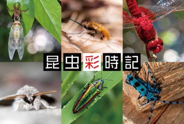 夏樹螢石「昆虫彩時記」京都写真美術館 ギャラリー・ジャパネスク