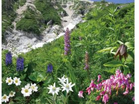 企画展「高山植物～高嶺の花たちの多様性と生命のつながり～」国立科学博物館