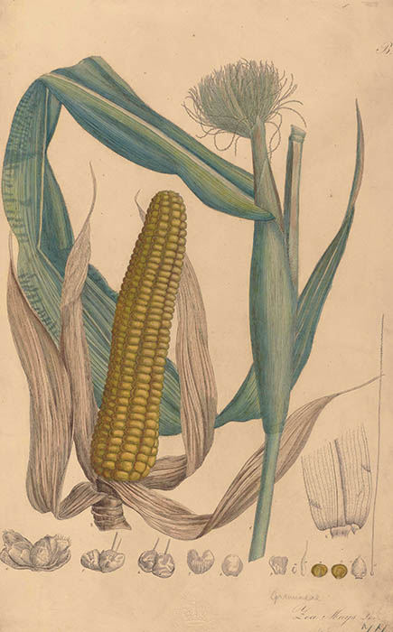エメ・コンスタン・フィデル・アンリ《トウモロコシ》1828～33年　
エングレーヴィング、手彩色／紙　キュー王立植物園蔵　©RBG KEW