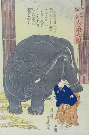 歌川芳豊
『中天竺舶來 大象之圖』
当館蔵