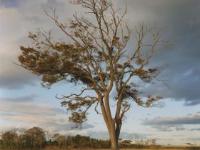 畠山直哉、連作「津波の木」より、2018年、ラムダプリント、108 x 126.6 cm © Naoya Hatakeyama