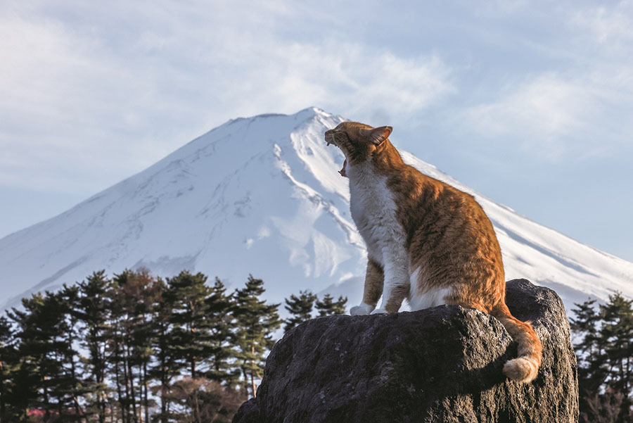 【中部】山梨県、富士河口湖町 ©Mitsuaki Iwago