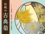 「伝統の古典菊」（2024年度）国立歴史民俗博物館