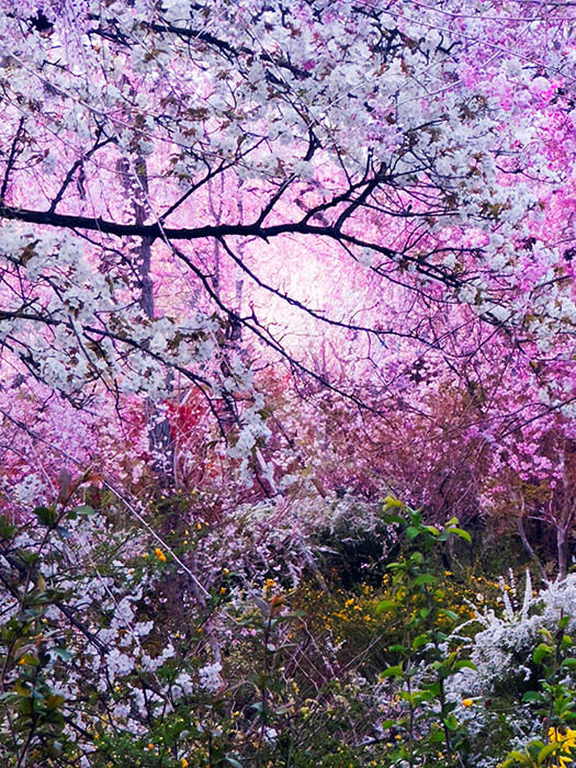 ©mika ninagawa
Courtesy of Tomio Koyama Gallery