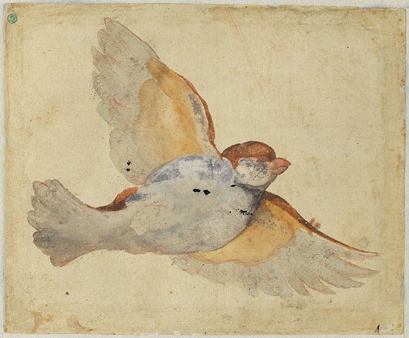ジョヴァンニ・ダ・ウーディネ《空飛ぶ雀》水彩、赤チョークによるあたりづけ、紙
スウェーデン国立美術館蔵 ©Cecilia Heisser/Nationalmuseum 2016