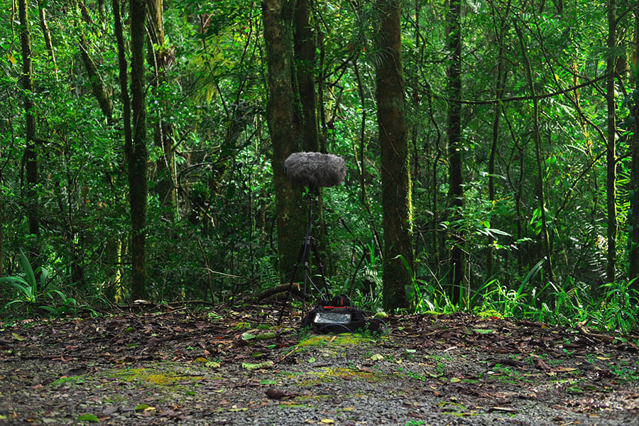 大黒淳一《Borneo Field Recording》2018年