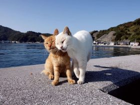 愛媛県宇和島市　© Mitsuaki Iwago