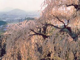 「山の辺の道崇神陵付近 しだれ桜」撮影年：1975年4月