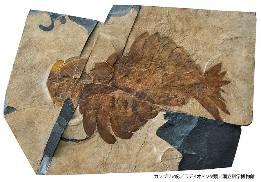 特別展「大絶滅展―生命史のビッグファイブ」国立科学博物館