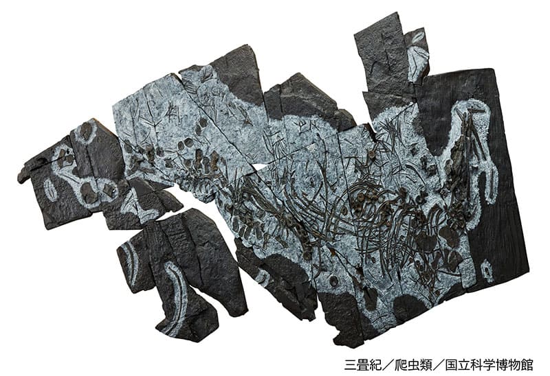 特別展「大絶滅展―生命史のビッグファイブ」国立科学博物館