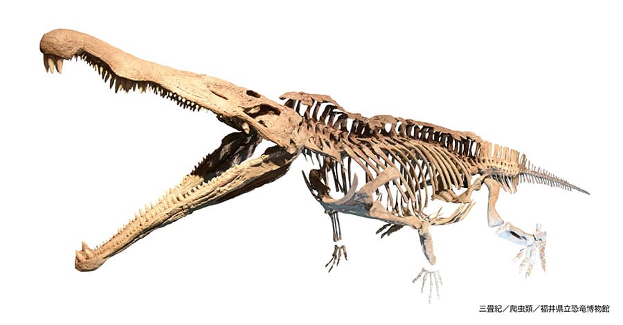 特別展「大絶滅展―生命史のビッグファイブ」国立科学博物館