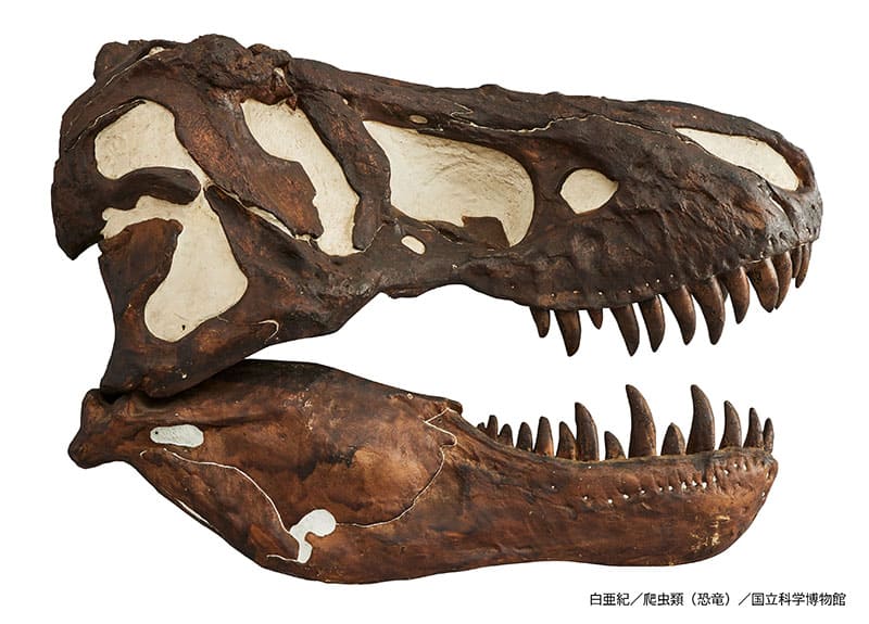 特別展「大絶滅展―生命史のビッグファイブ」国立科学博物館