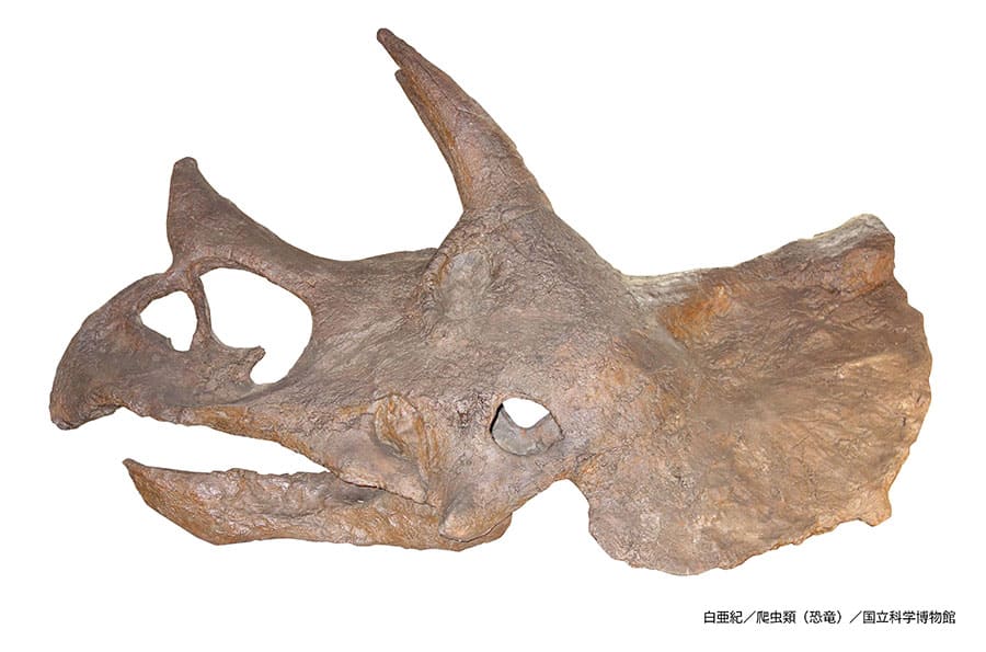 特別展「大絶滅展―生命史のビッグファイブ」国立科学博物館