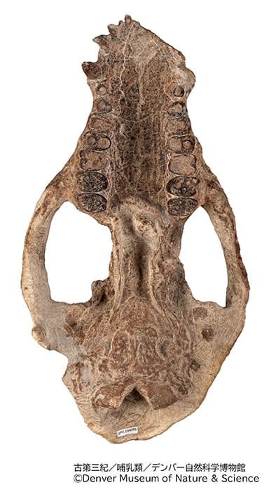 特別展「大絶滅展―生命史のビッグファイブ」国立科学博物館