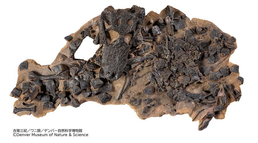 特別展「大絶滅展―生命史のビッグファイブ」国立科学博物館