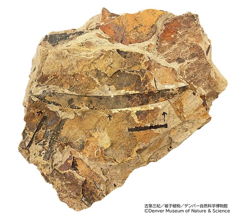 特別展「大絶滅展―生命史のビッグファイブ」国立科学博物館