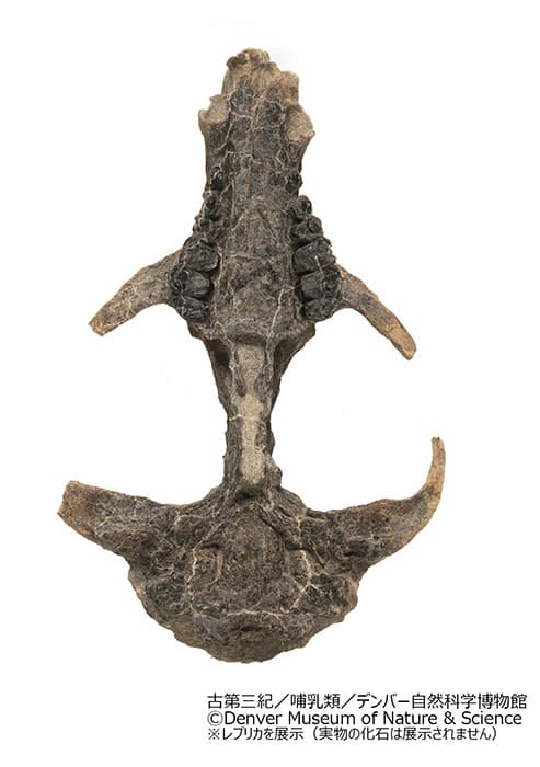 特別展「大絶滅展―生命史のビッグファイブ」国立科学博物館